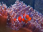 Great Barrier Reef worth A$56bn, report finds