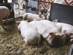 Array of Ukrainian firms get permission to export livestock to Moldova