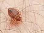 City building closed after disgruntled resident releases bedbugs