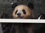 Pandas in Berlin: Meng Meng and Jiao Qing arrive in new home