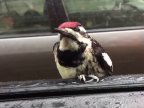 Woodpecker hitches ride through Chicago (VIDEO)