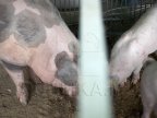 Erysipelas virus, confirmed in pig in northern Moldova