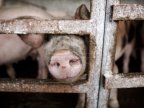 Agriculture Minister of Romania: ANSA's mistake caused 200 pigs to be stuck at customs