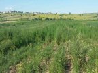 Hemp plantation discovered in Ciocana sector of Chisinau (VIDEO)