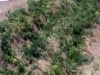 Police locate and investigate hemp plantation (VIDEO)