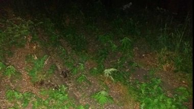 Brothers INDICTED in massive home-grown hemp operation (PHOTO)
