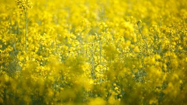 WEATHER FORECAST in Moldova for June 20, 2017