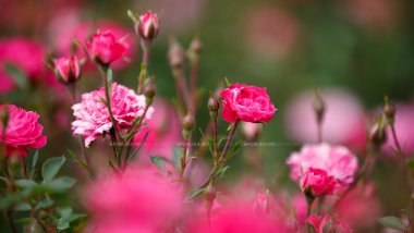 Weather Forecast for coming days 