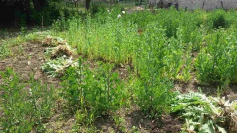 Thousands of poppy plants, discovered by police officers in the household of a man