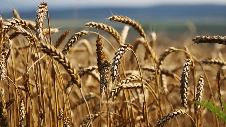 Transnistrian region authorities intend to license grain, oil and technical crop exports 