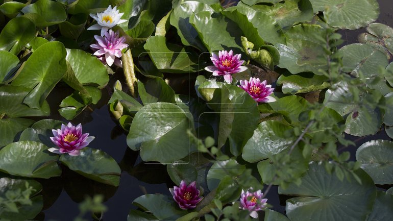 Water lilies, a blooming success in Bardar village (PHOTO)