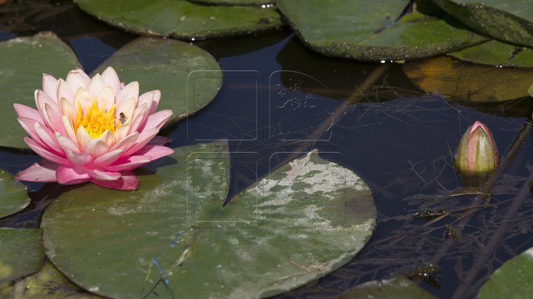 Water lilies, a blooming success in Bardar village (PHOTO)