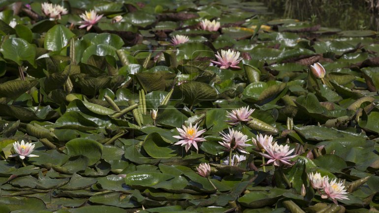 Water lilies, a blooming success in Bardar village (PHOTO)