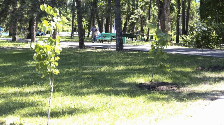 World Tourism Organization in Chisinau: Officials plant trees as portrayal of Moldovan tourism development (PHOTO)