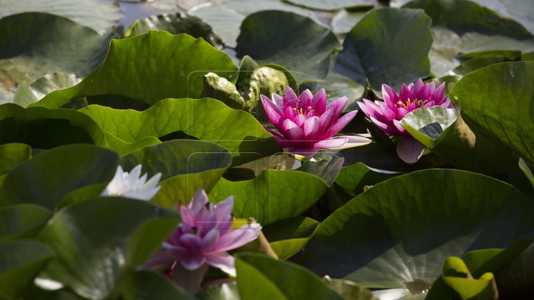 Water lilies, a blooming success in Bardar village (PHOTO)