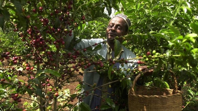 Global warming brews big trouble in coffee birthplace Ethiopia