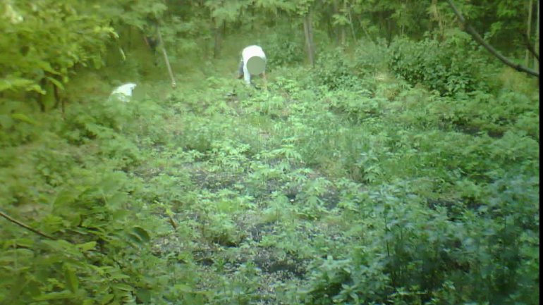 Brothers INDICTED in massive home-grown hemp operation (PHOTO)