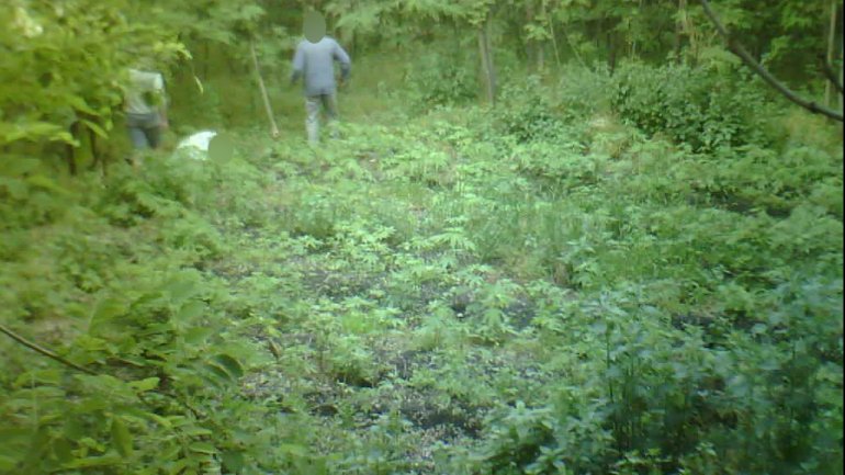 Brothers INDICTED in massive home-grown hemp operation (PHOTO)