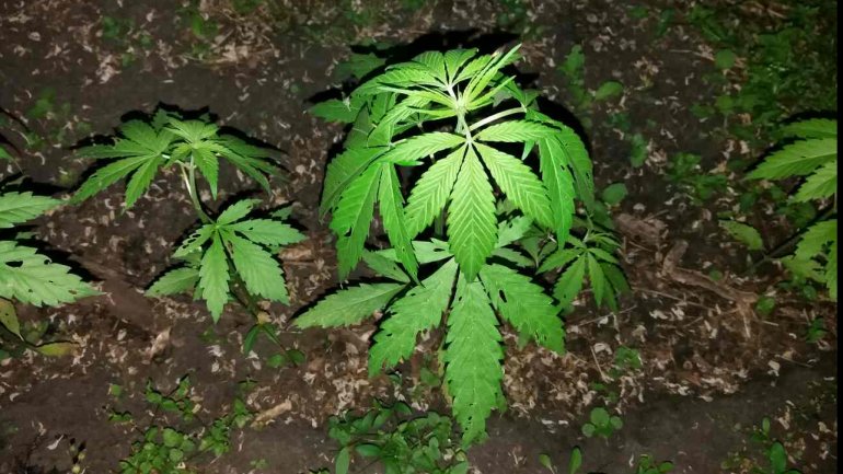 Brothers INDICTED in massive home-grown hemp operation (PHOTO)