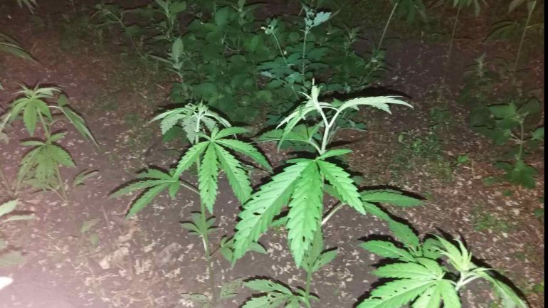 Brothers INDICTED in massive home-grown hemp operation (PHOTO)