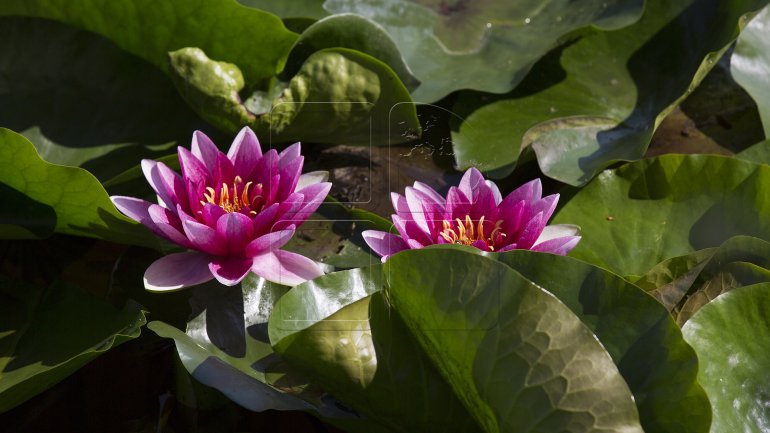 Water lilies, a blooming success in Bardar village (PHOTO)