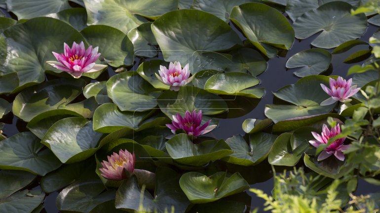 Water lilies, a blooming success in Bardar village (PHOTO)