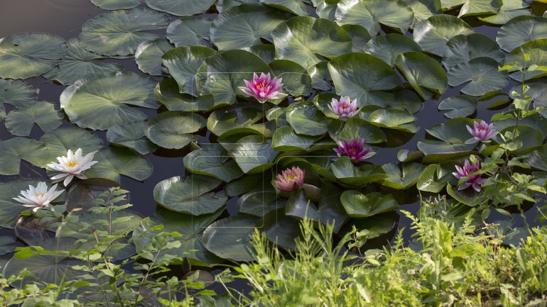 Water lilies, a blooming success in Bardar village (PHOTO)