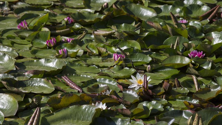 Water lilies, a blooming success in Bardar village (PHOTO)