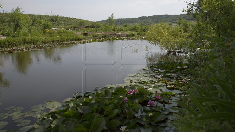 Water lilies, a blooming success in Bardar village (PHOTO)