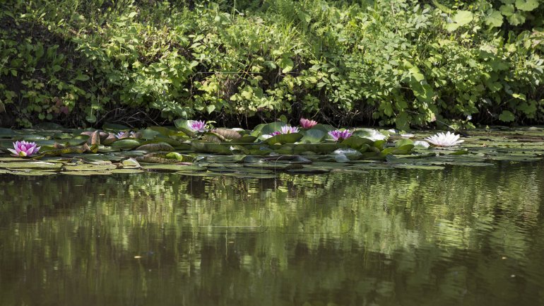 Water lilies, a blooming success in Bardar village (PHOTO)