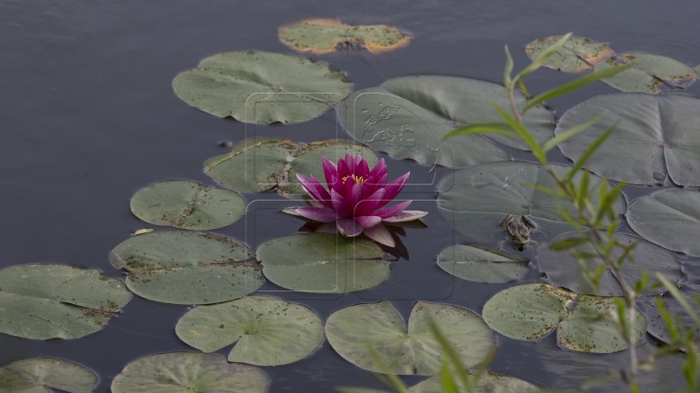 Water lilies, a blooming success in Bardar village (PHOTO)