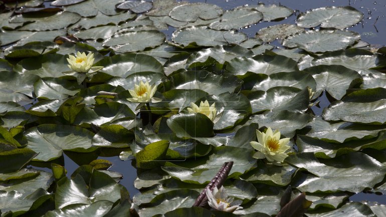 Water lilies, a blooming success in Bardar village (PHOTO)