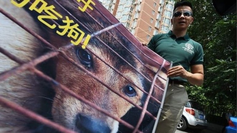 Yulin dog meat festival begins despite rumours of ban