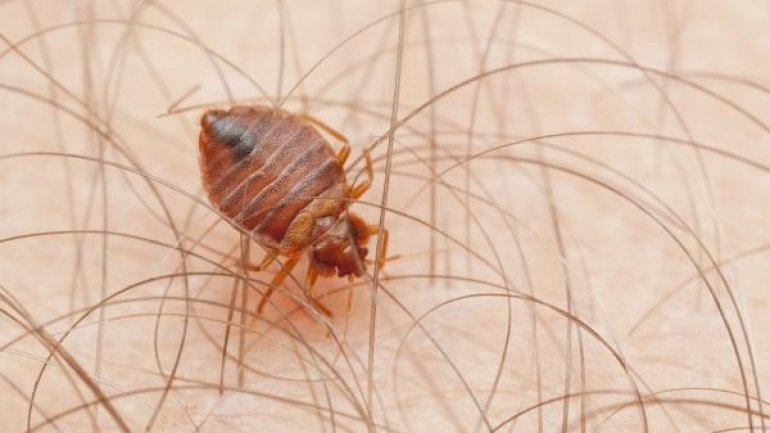 City building closed after disgruntled resident releases bedbugs