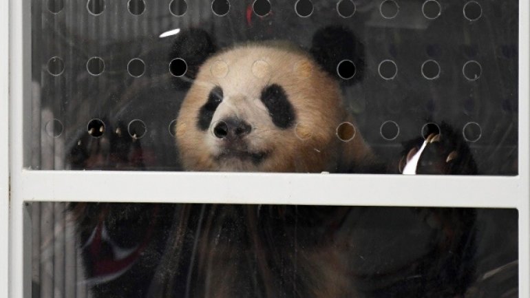 Pandas in Berlin: Meng Meng and Jiao Qing arrive in new home