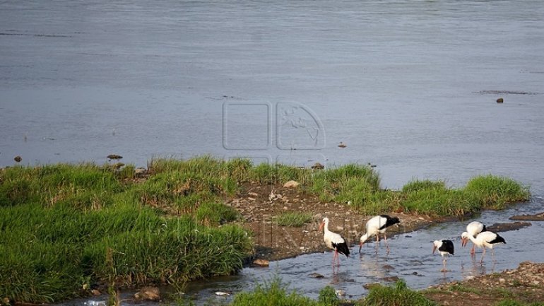 Germs swarming in Chisinau lakes make swimming impossible