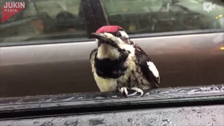 Woodpecker hitches ride through Chicago (VIDEO)