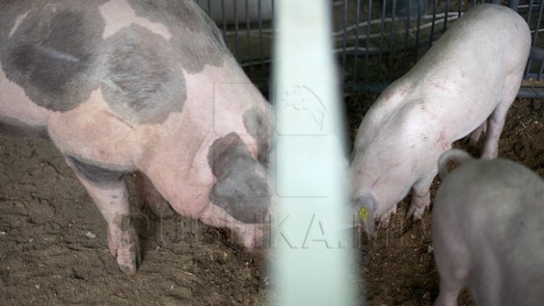 Erysipelas virus, confirmed in pig in northern Moldova