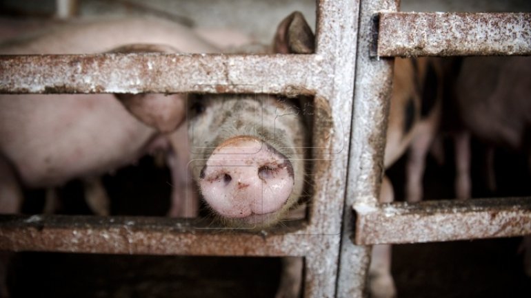 Agriculture Minister of Romania: ANSA's mistake caused 200 pigs to be stuck at customs