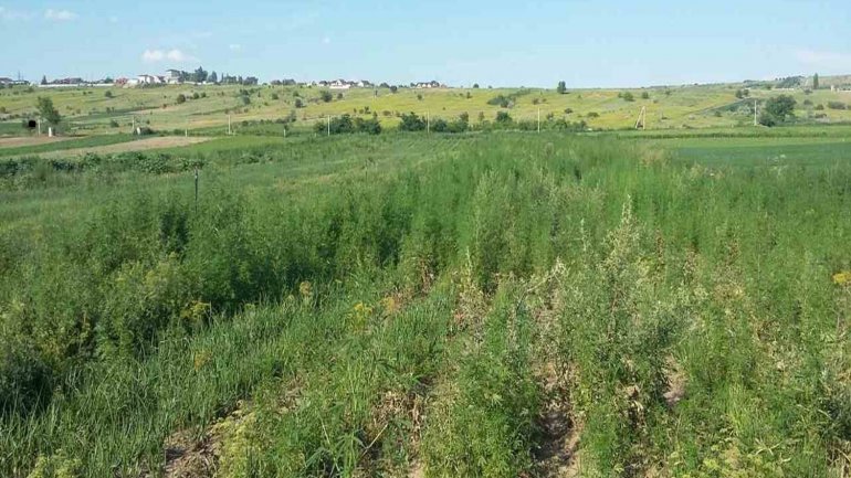 Hemp plantation discovered in Ciocana sector of Chisinau (VIDEO)