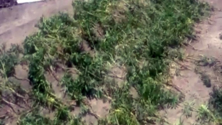 Police locate and investigate hemp plantation (VIDEO)