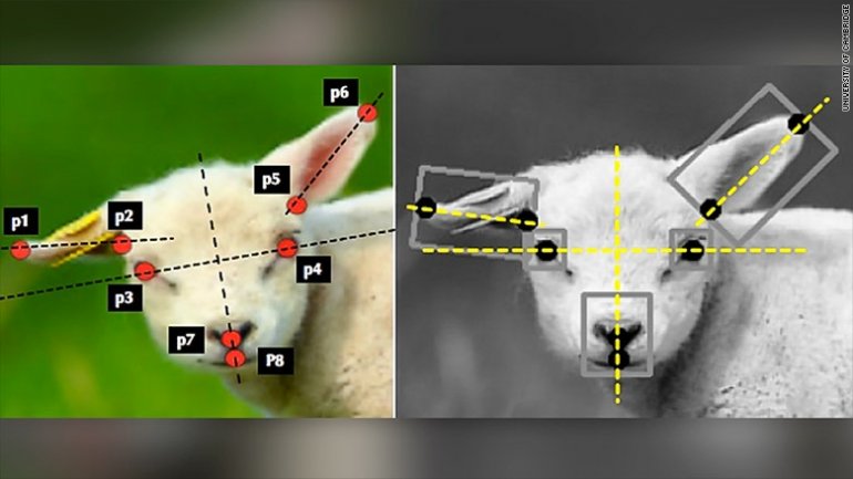 Artificial Intelligence may detect whether sheep are ill