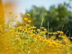 WEATHER FORECAST in Moldova for July 6, 2017