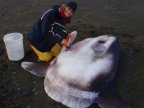 Meet the new giant sunfish that has evaded scientists for centuries