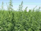 "MAC 2017" operation. Two hectares of hemp found near Ukraine border