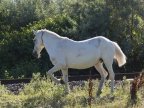 Horse found buried in Chisinau park. Unbounded cruelty to animal 