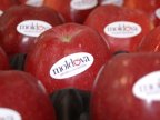 Moldova exported 108 thousand tons of fruits in first half of 2017 