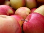 Over 82 tons of Moldovan apples, destroyed in Russian region of Smolensk