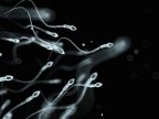 Sperm counts of Western men falling sharply, analysis finds