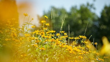 WEATHER FORECAST in Moldova for July 6, 2017